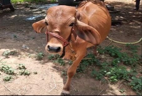 Sevalai, a rescued calf